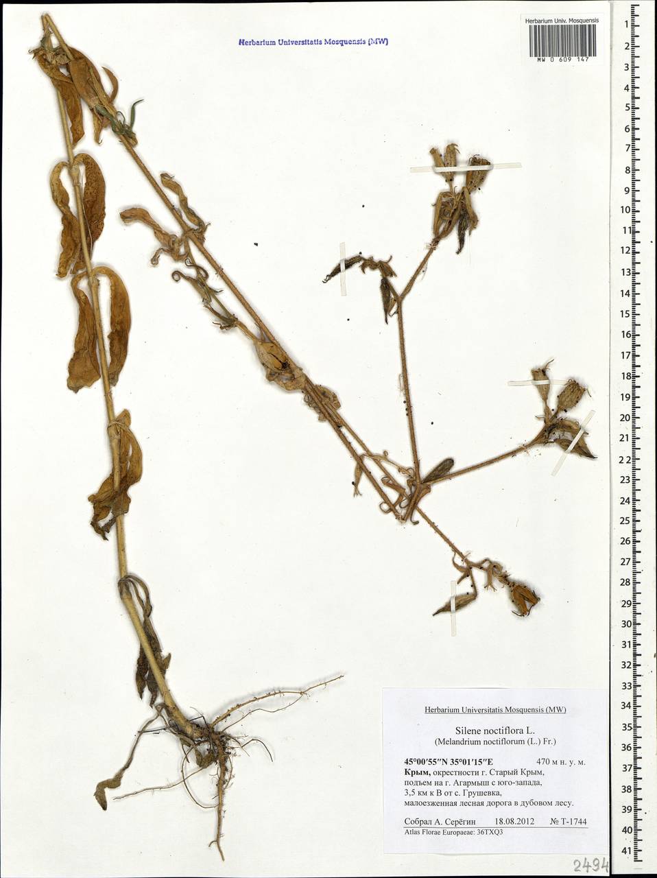 Silene noctiflora L., Crimea (KRYM) (Russia)