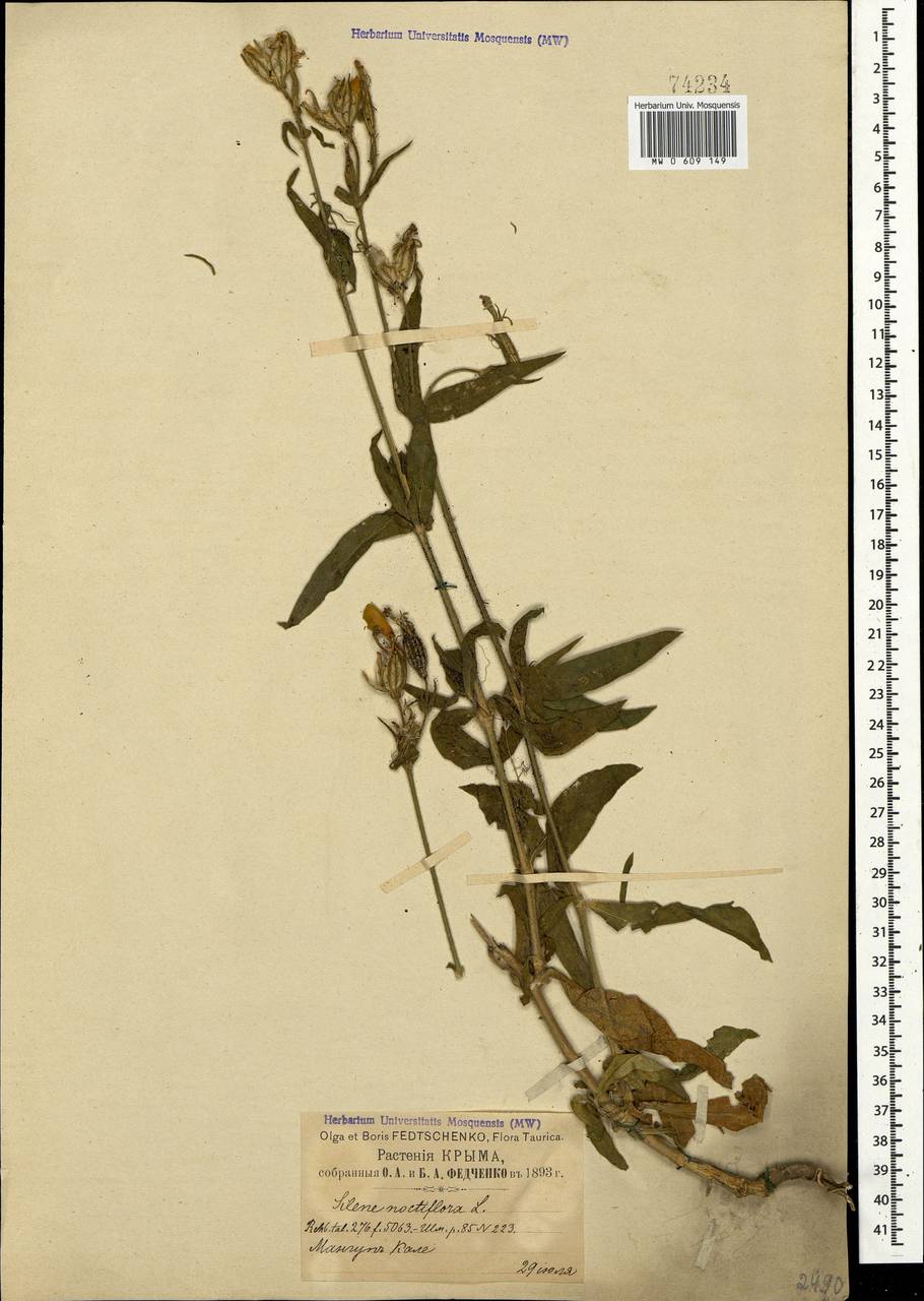 Silene noctiflora L., Crimea (KRYM) (Russia)