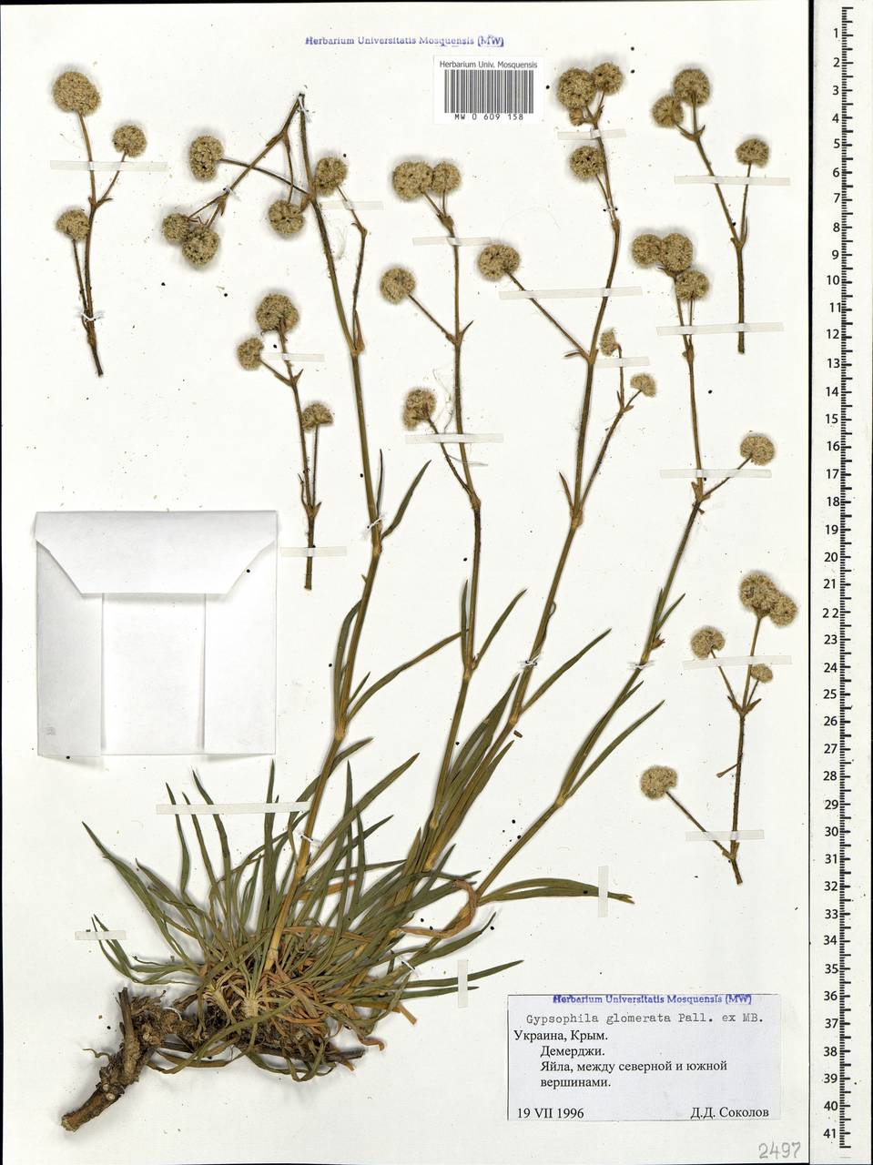 Gypsophila glomerata Pall. ex Bieb., Crimea (KRYM) (Russia)