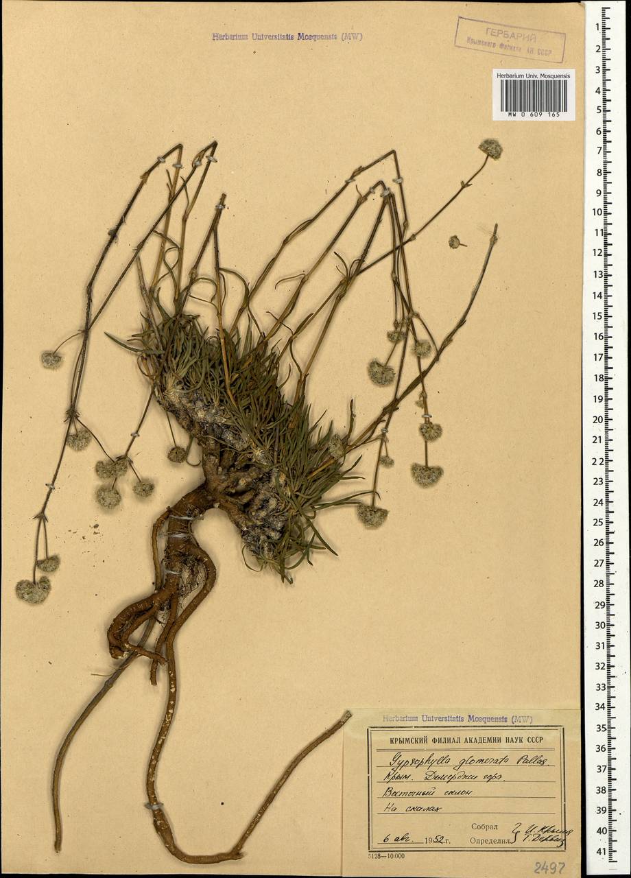 Gypsophila glomerata Pall. ex Bieb., Crimea (KRYM) (Russia)