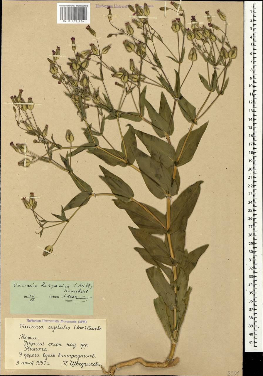 Gypsophila vaccaria (L.) Sm., Crimea (KRYM) (Russia)