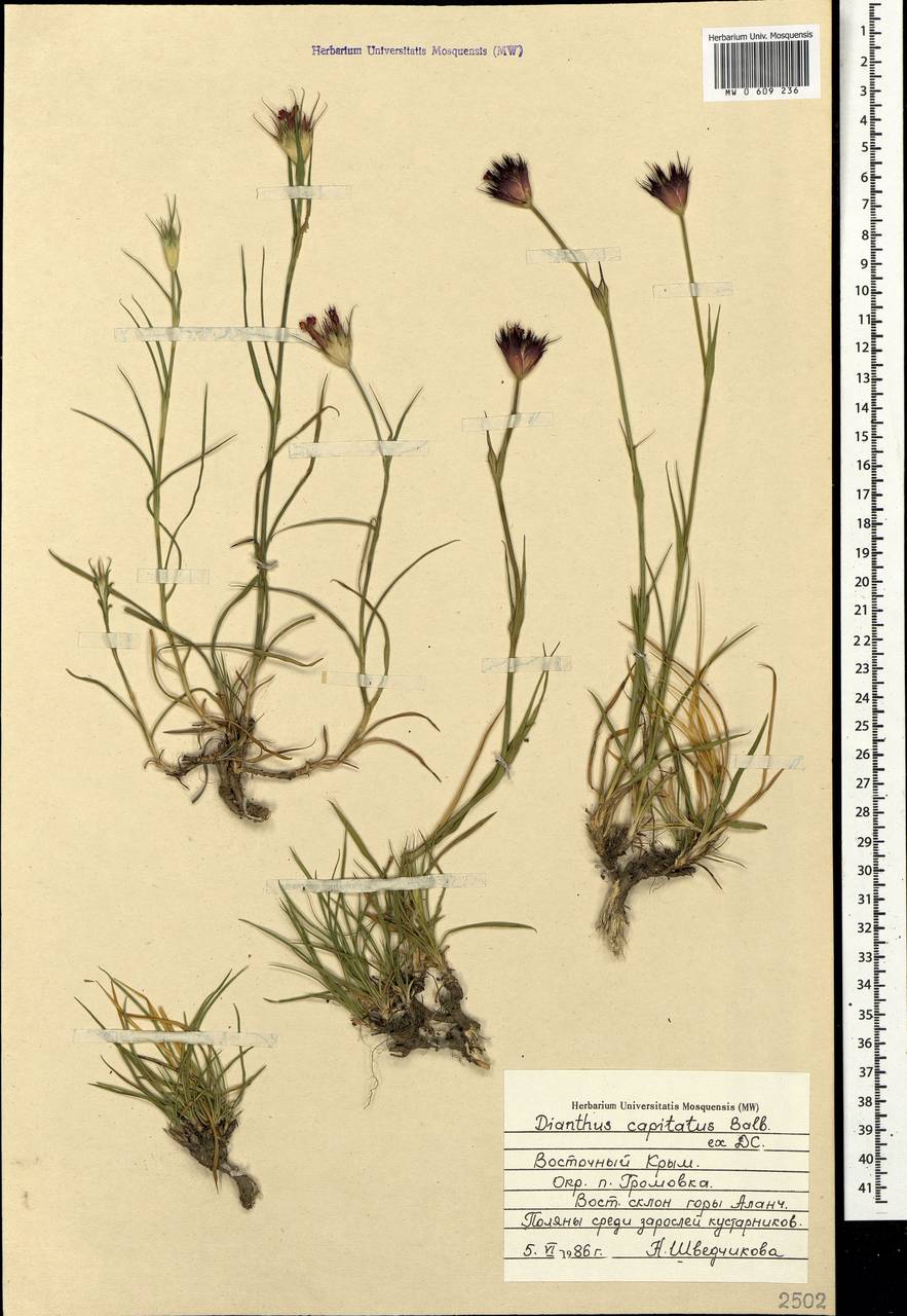 Dianthus capitatus J.St.-Hil., Crimea (KRYM) (Russia)