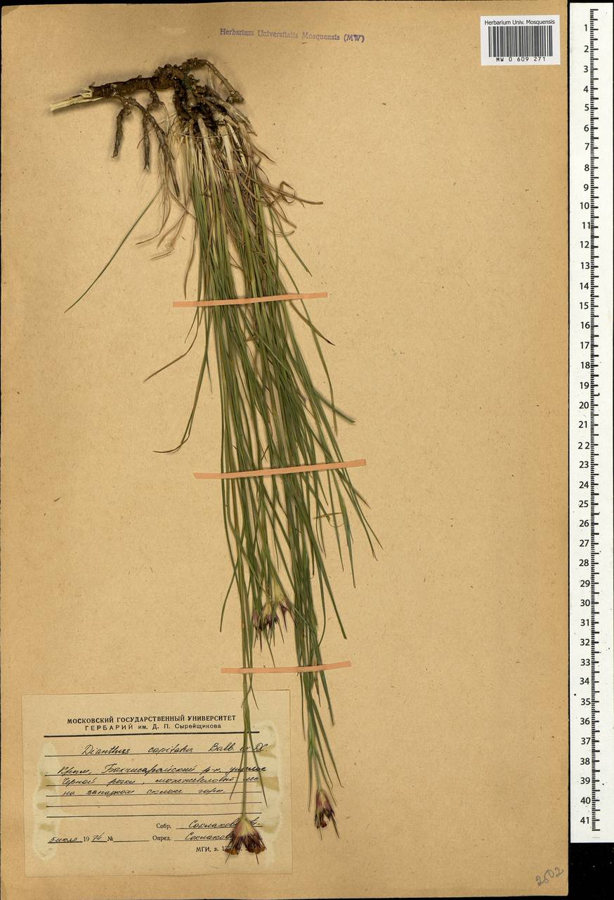 Dianthus capitatus J. St.-Hil., Crimea (KRYM) (Russia)