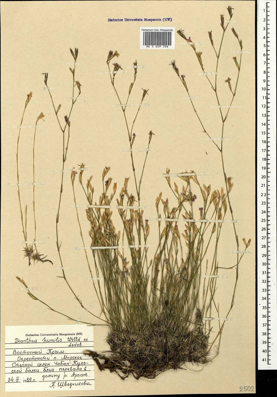 Dianthus humilis Willd. ex Ledeb., Crimea (KRYM) (Russia)