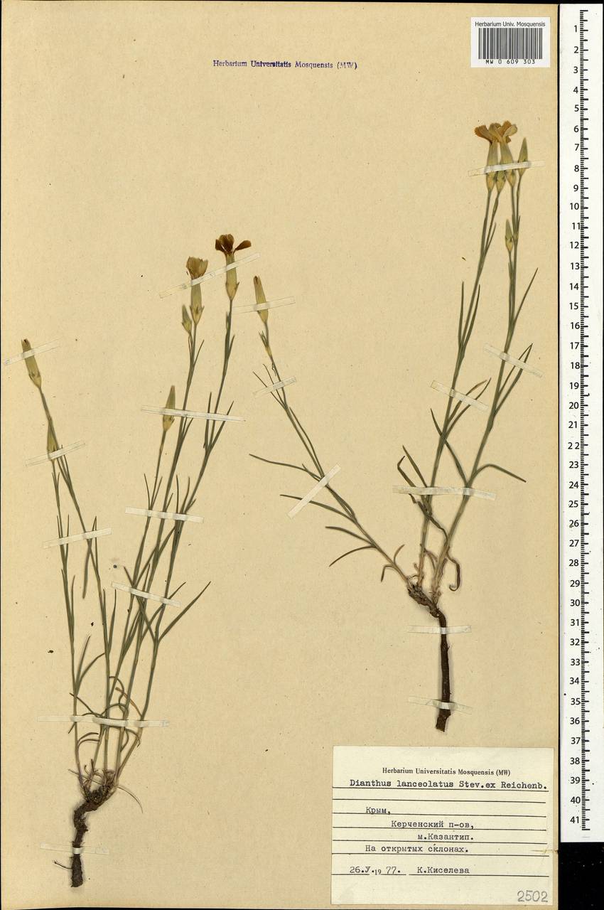 Dianthus pallens M. Bieb., Crimea (KRYM) (Russia)