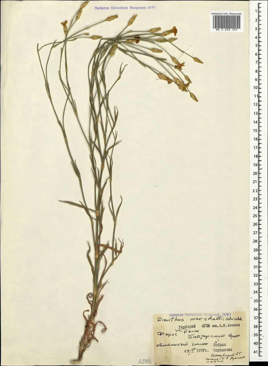 Dianthus marschallii Siskin, Crimea (KRYM) (Russia)