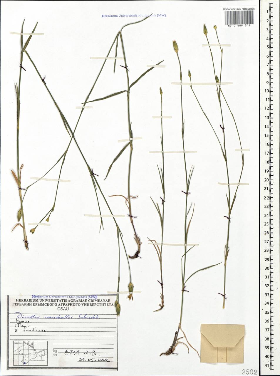 Dianthus marschallii Siskin, Crimea (KRYM) (Russia)