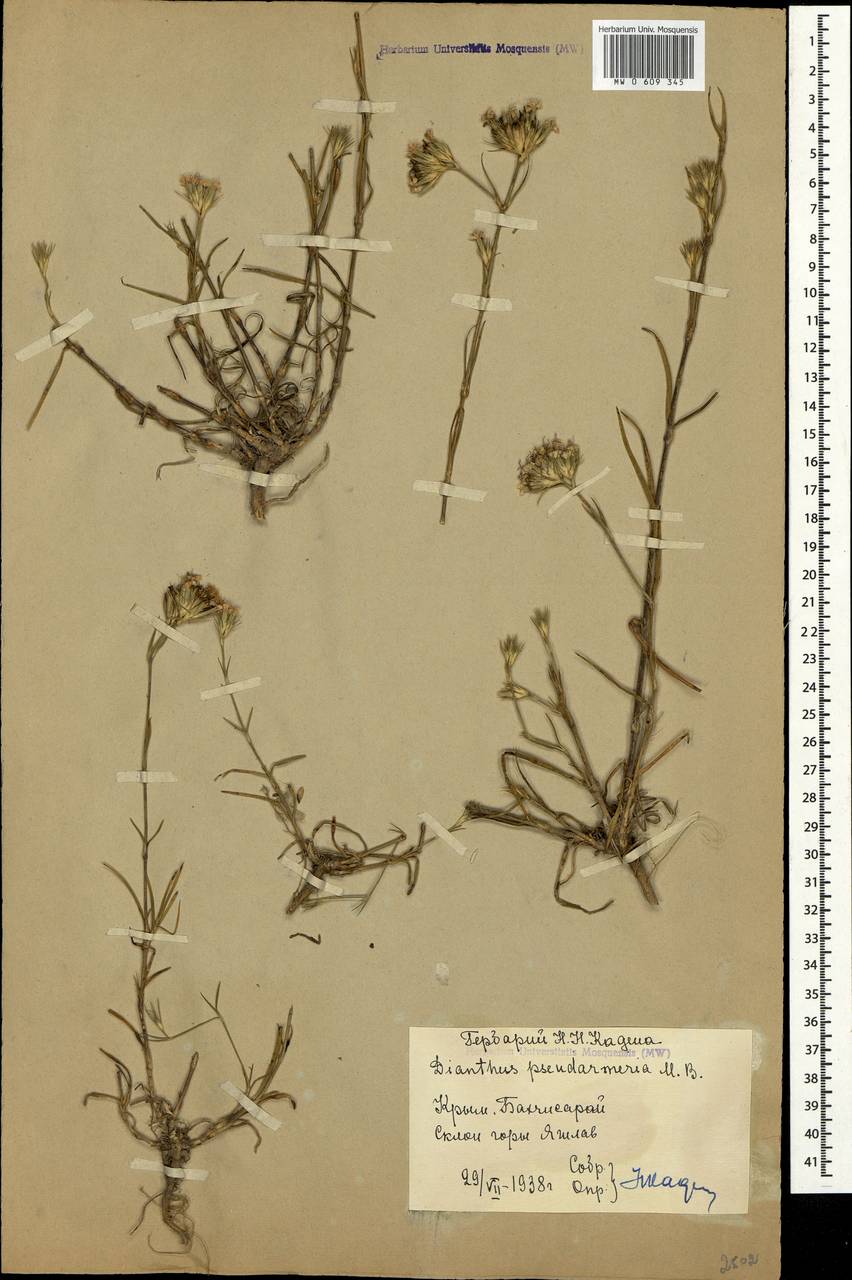 Dianthus pseudarmeria M. Bieb., Crimea (KRYM) (Russia)