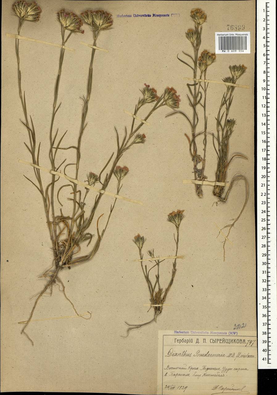 Dianthus pseudarmeria M. Bieb., Crimea (KRYM) (Russia)