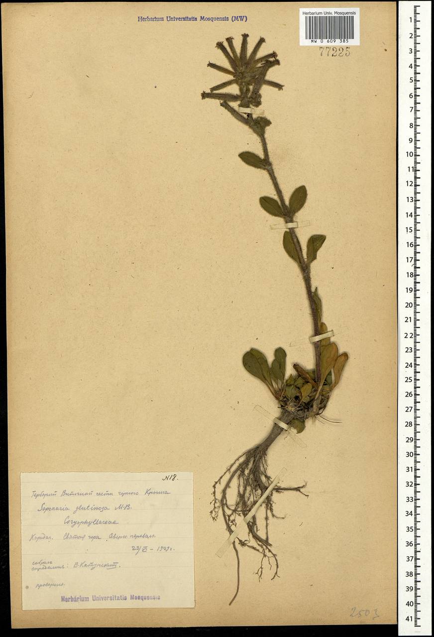 Saponaria glutinosa M. Bieb., Crimea (KRYM) (Russia)