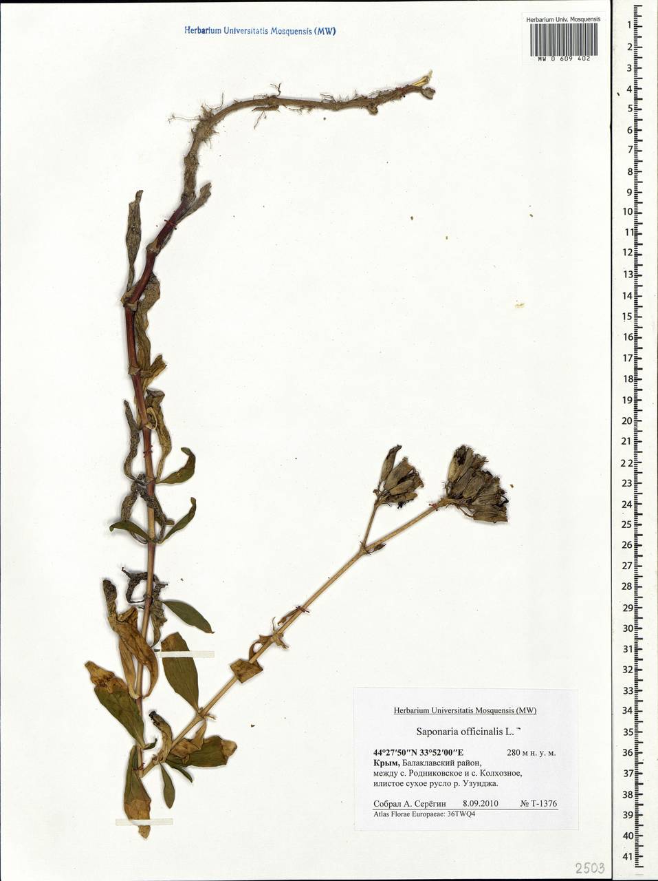 Saponaria officinalis L., Crimea (KRYM) (Russia)