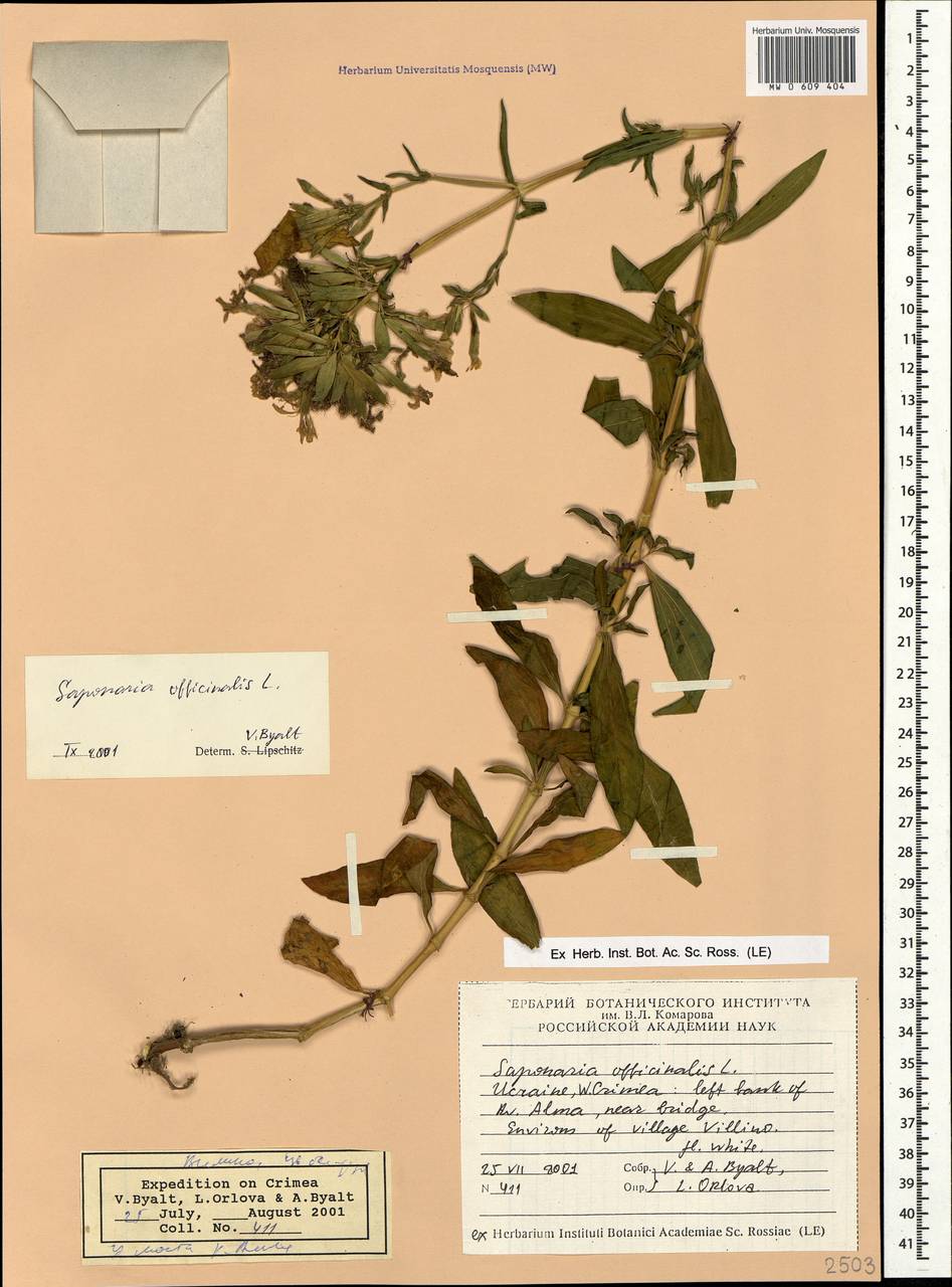 Saponaria officinalis L., Crimea (KRYM) (Russia)