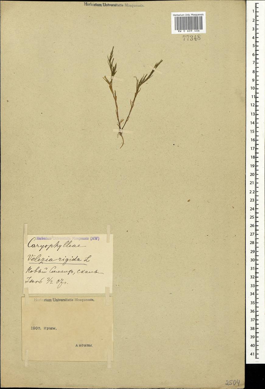 Dianthus nudiflorus Griff., Crimea (KRYM) (Russia)