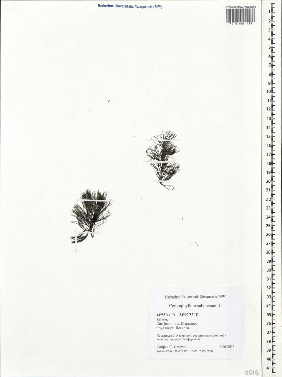 Ceratophyllum submersum L., Crimea (KRYM) (Russia)