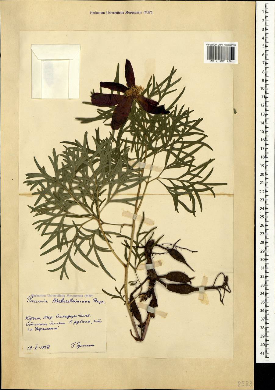Paeonia tenuifolia var. biebersteiniana (Rupr.) N. Busch, Crimea (KRYM) (Russia)