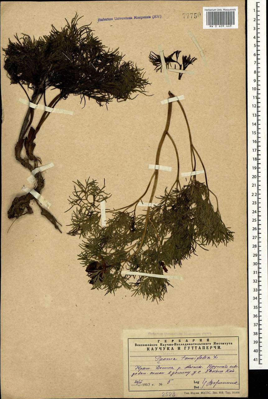 Paeonia tenuifolia L., Crimea (KRYM) (Russia)