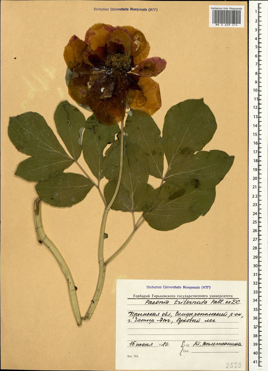 Paeonia daurica subsp. daurica, Crimea (KRYM) (Russia)