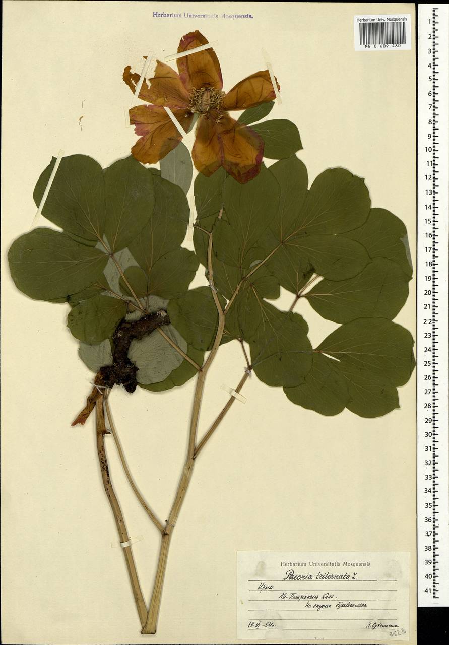 Paeonia daurica subsp. daurica, Crimea (KRYM) (Russia)