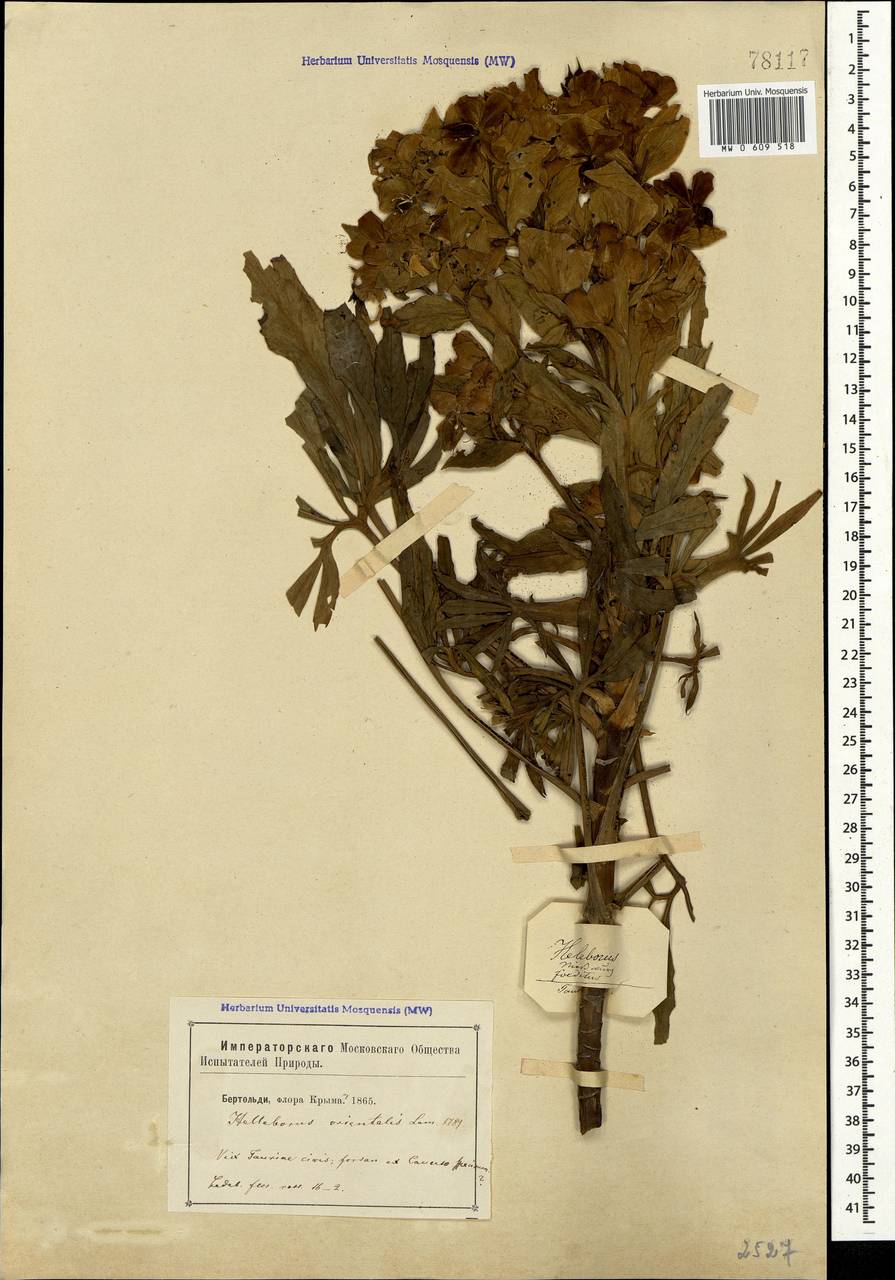 Helleborus orientalis subsp. orientalis, Crimea (KRYM) (Russia)