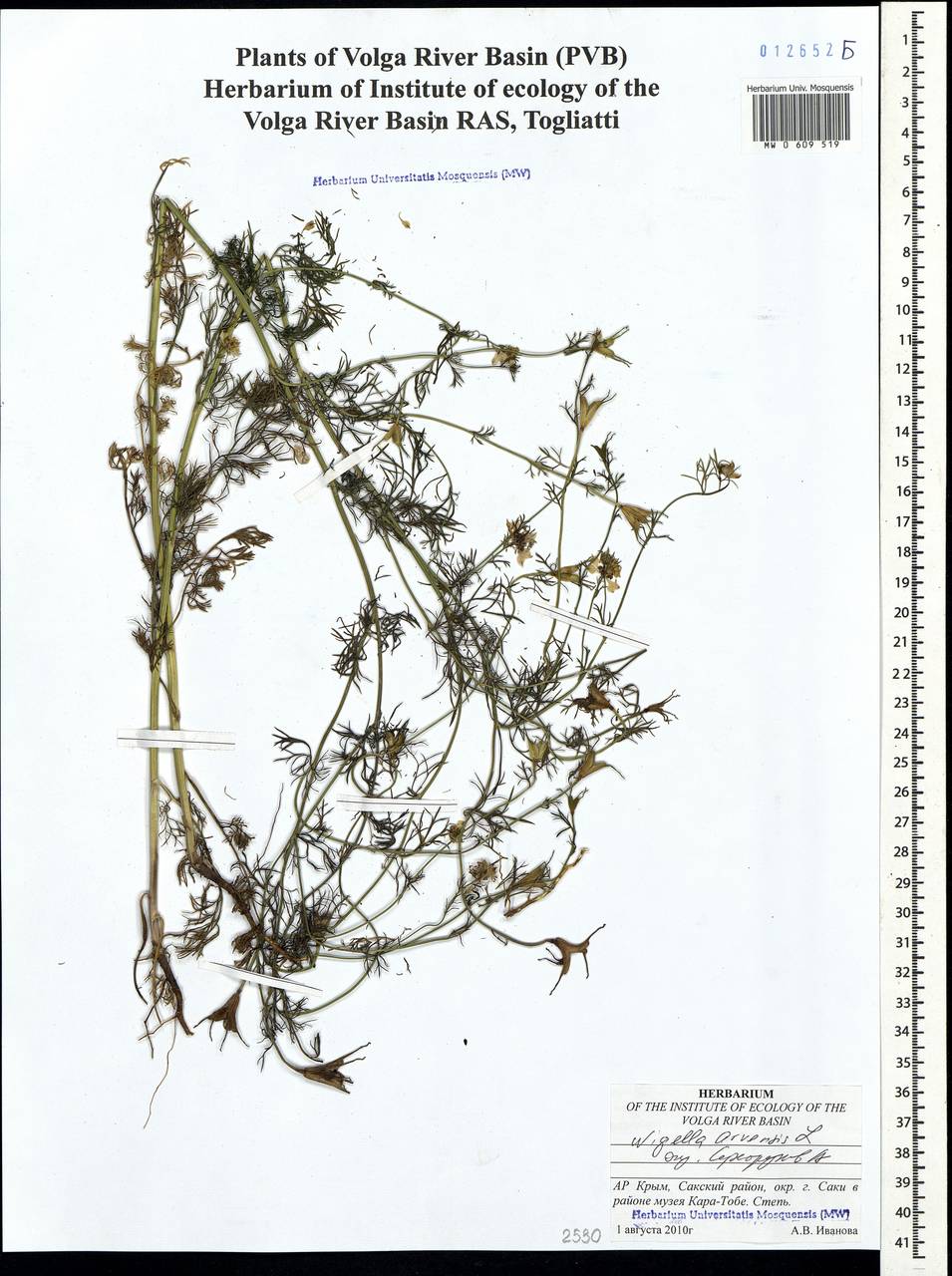 Nigella arvensis L., Crimea (KRYM) (Russia)
