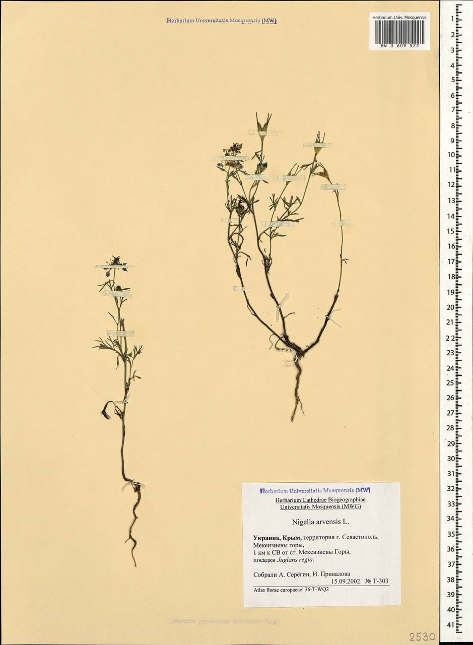 Nigella arvensis L., Crimea (KRYM) (Russia)