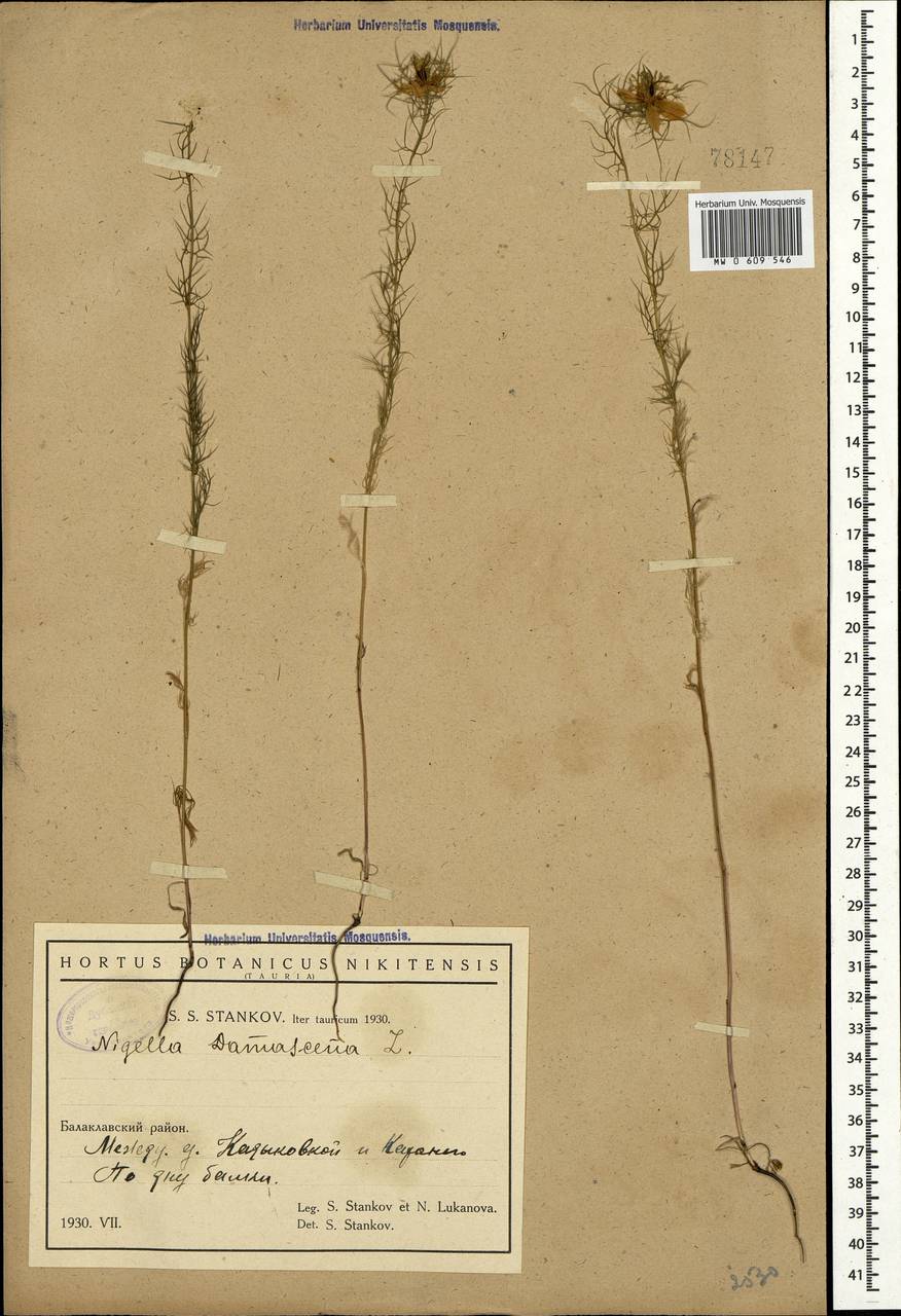 Nigella damascena L., Crimea (KRYM) (Russia)