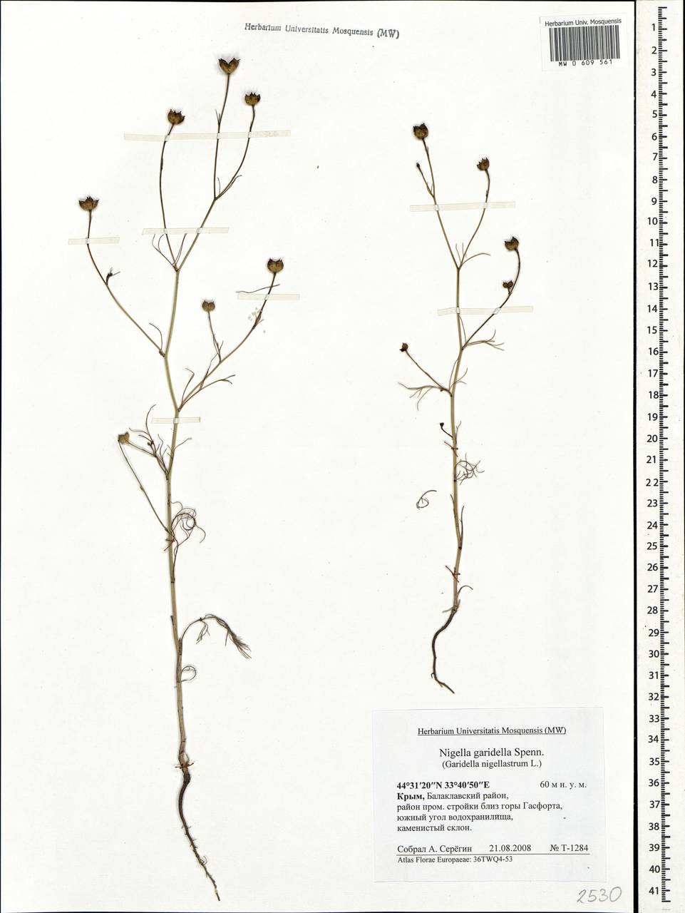 Garidella nigellastrum L., Crimea (KRYM) (Russia)