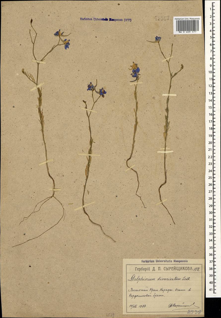 Delphinium consolida subsp. divaricatum (Ledeb.) A.Nyár., Crimea (KRYM) (Russia)
