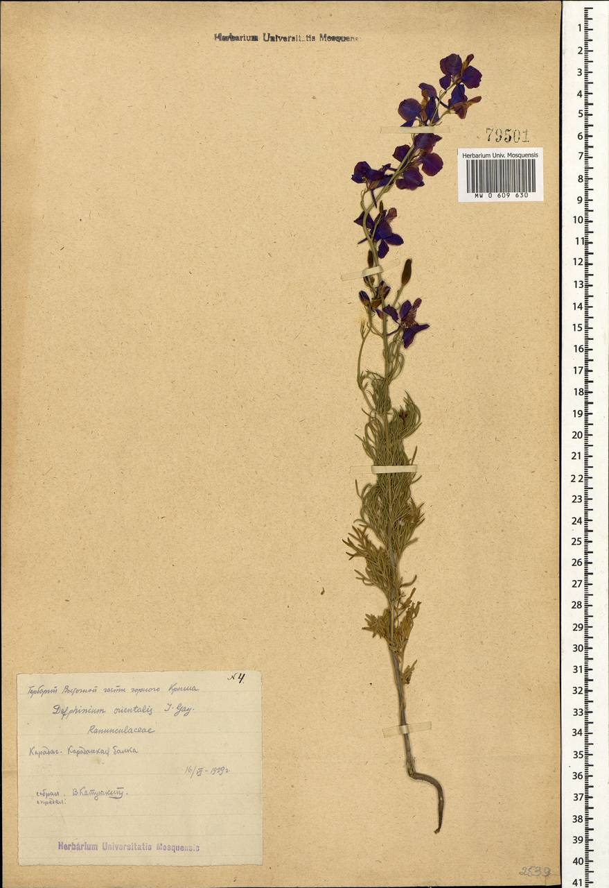 Delphinium ajacis L., Crimea (KRYM) (Russia)
