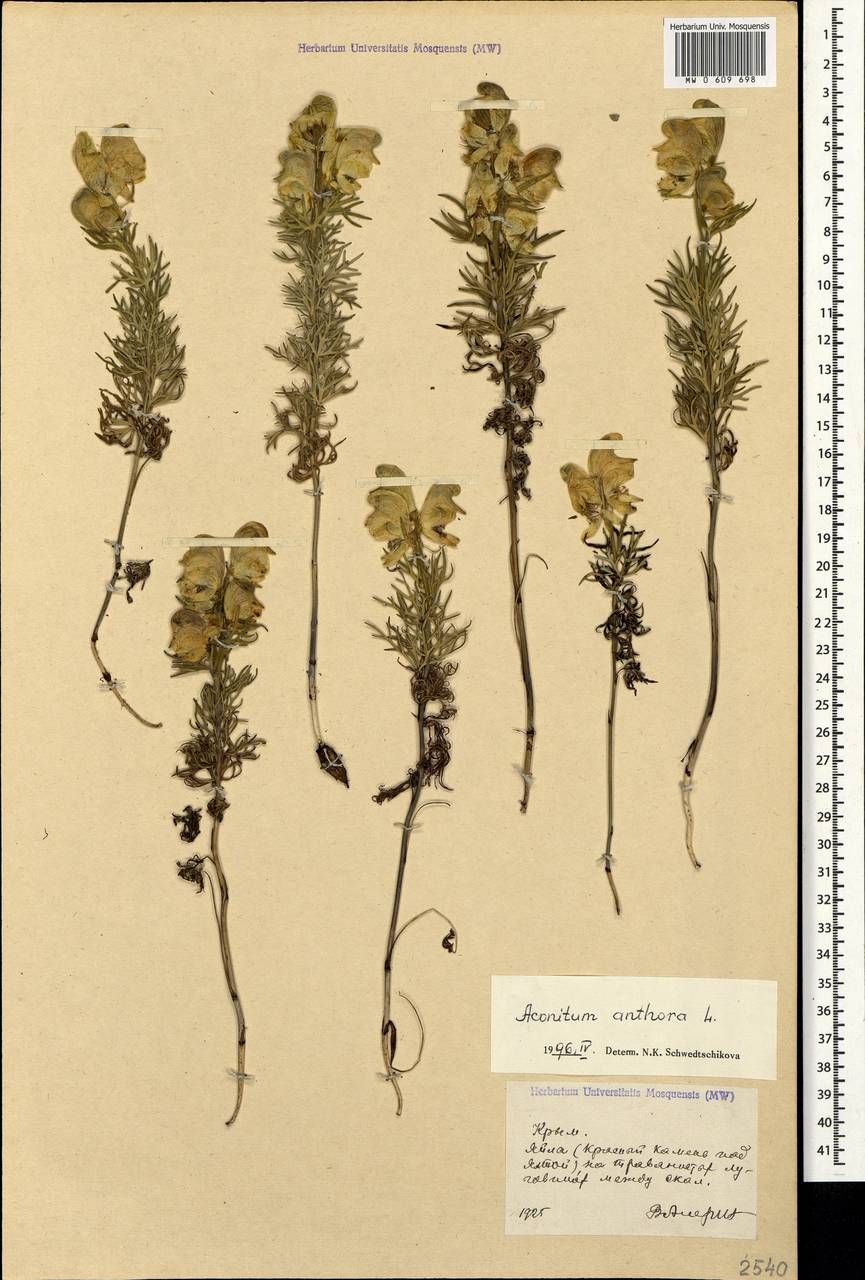 Aconitum anthora L., Crimea (KRYM) (Russia)