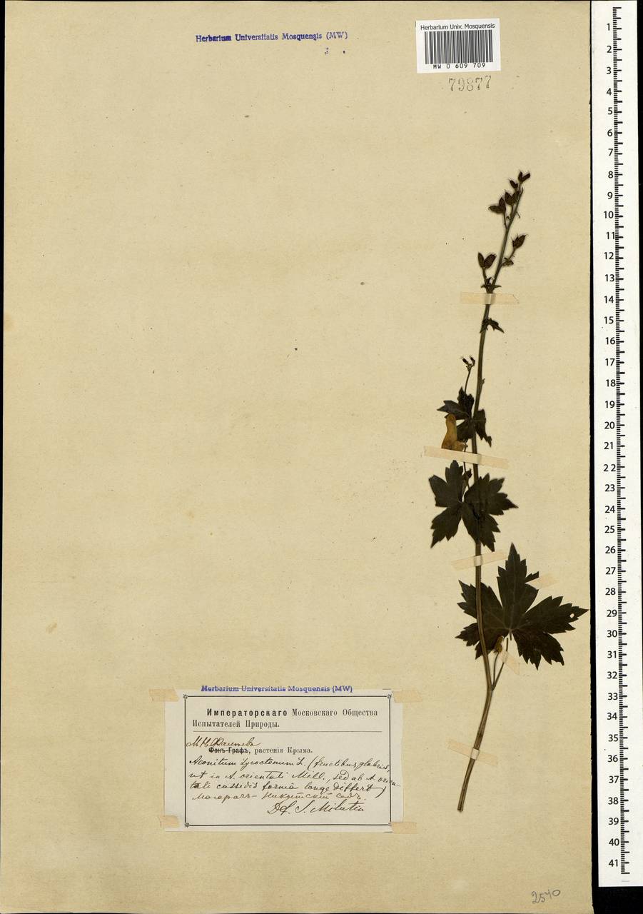 Aconitum lycoctonum subsp. lasiostomum (Rchb.) Warncke, Crimea (KRYM) (Russia)
