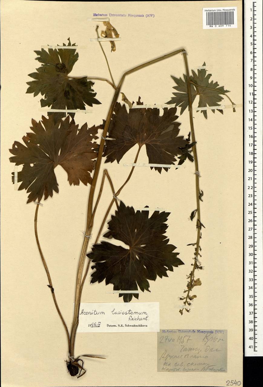 Aconitum lycoctonum subsp. lasiostomum (Rchb.) Warncke, Crimea (KRYM) (Russia)