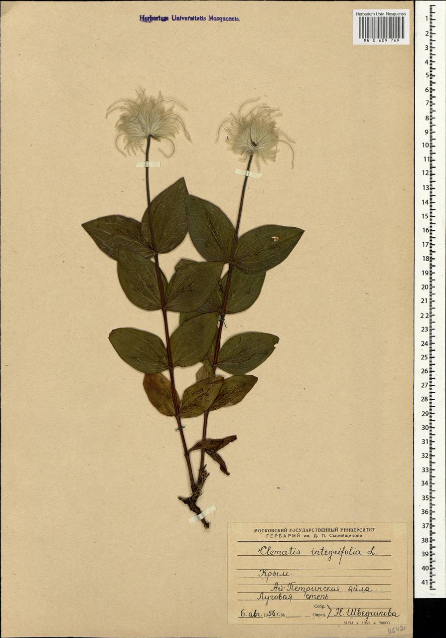 Clematis integrifolia L., Crimea (KRYM) (Russia)