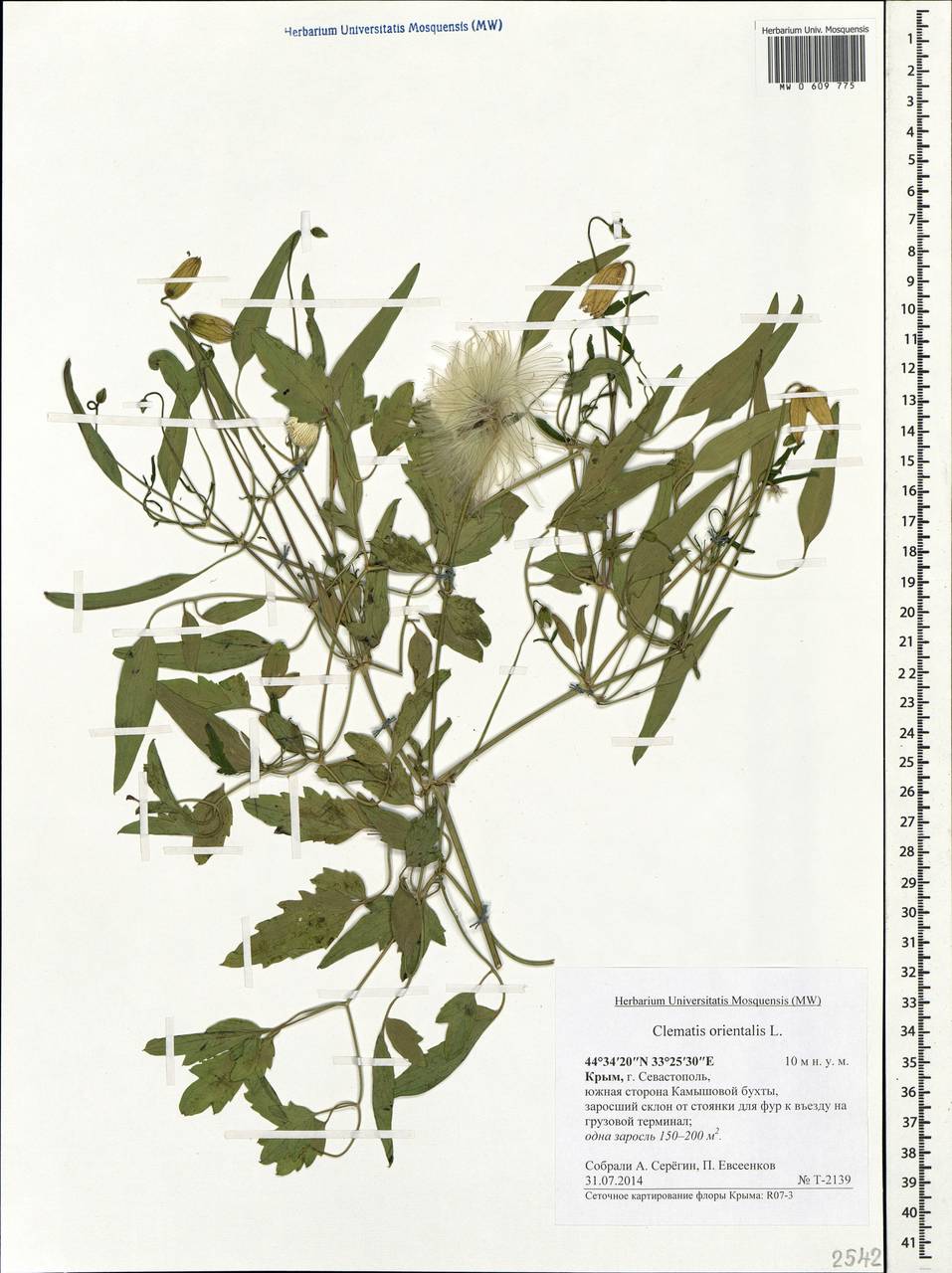 Clematis orientalis L., Crimea (KRYM) (Russia)