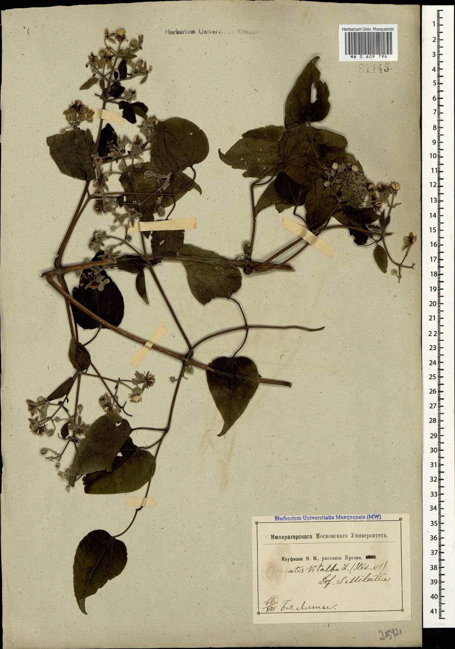 Clematis vitalba L., Crimea (KRYM) (Russia)
