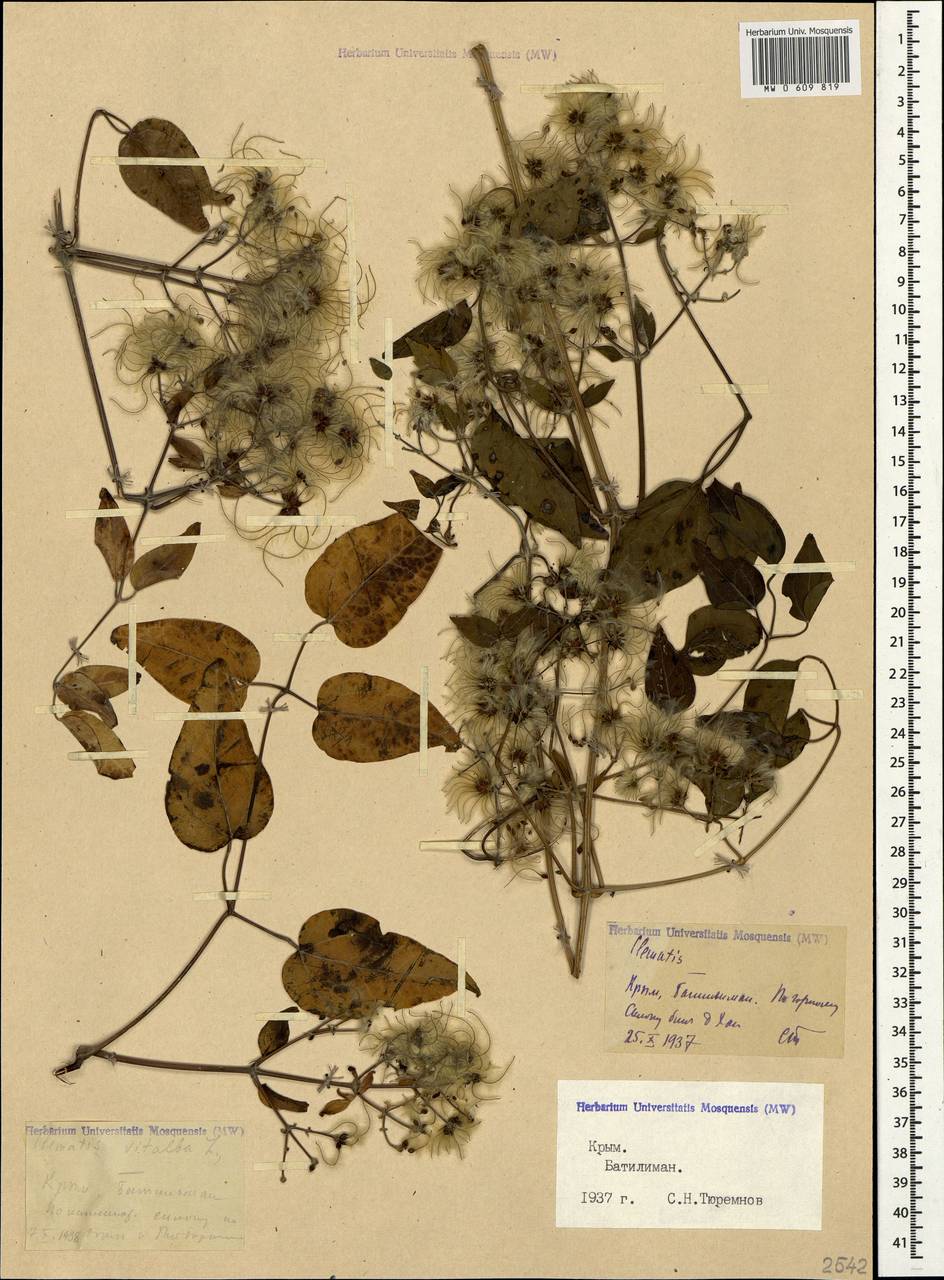 Clematis vitalba L., Crimea (KRYM) (Russia)