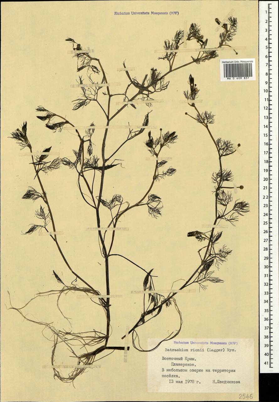 Ranunculus rionii Lagger, Crimea (KRYM) (Russia)