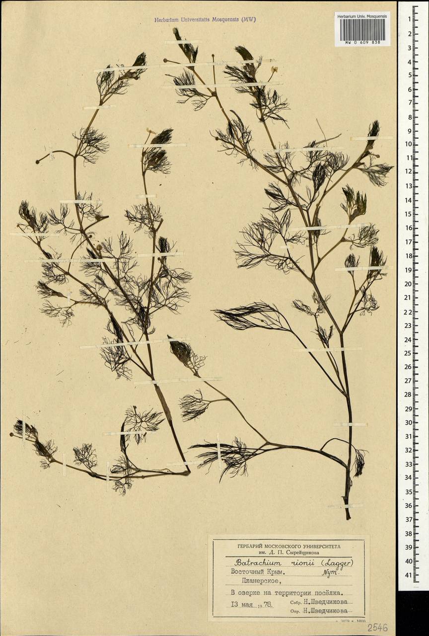 Ranunculus rionii Lagger, Crimea (KRYM) (Russia)