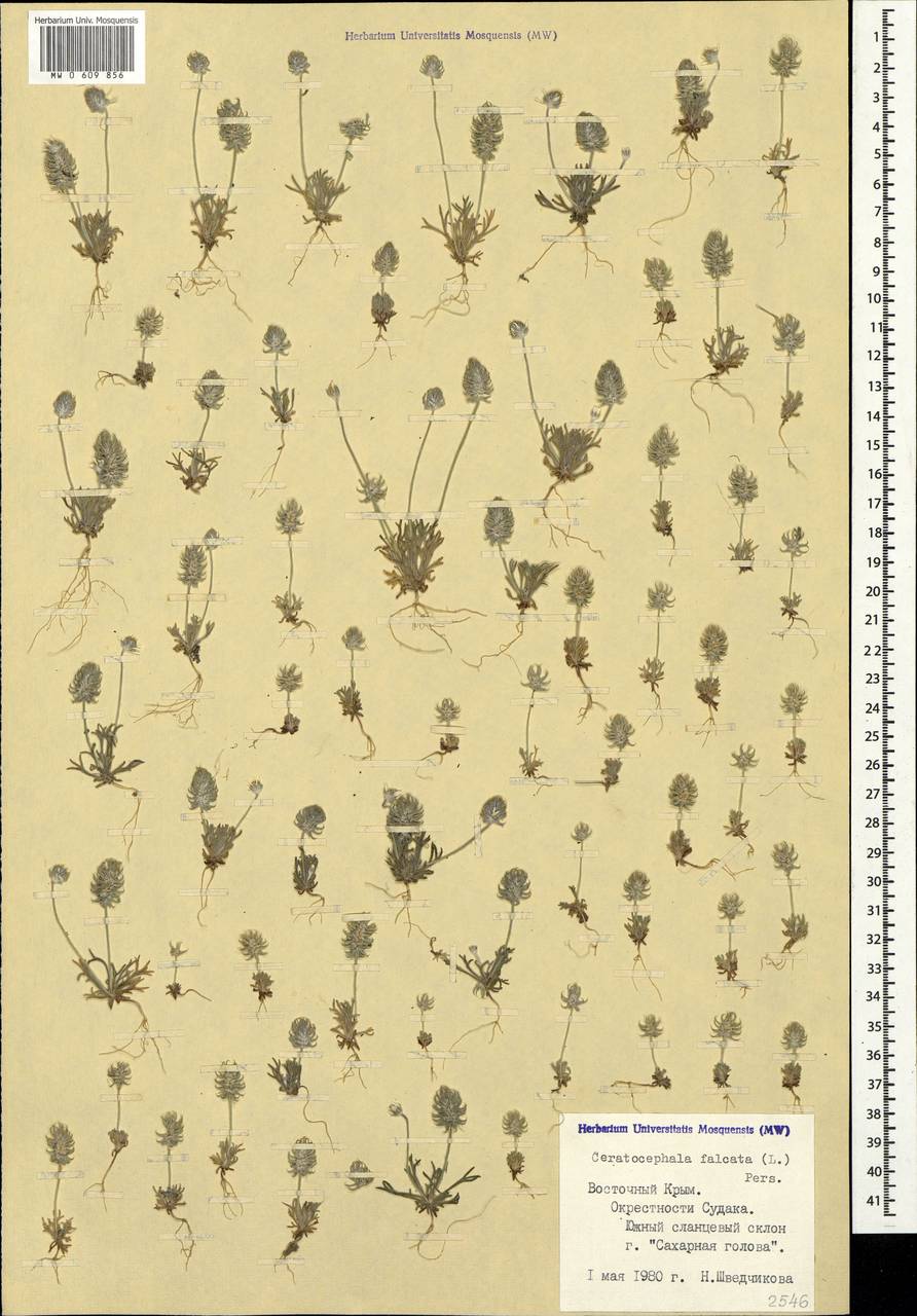 Ceratocephala falcata (L.) Cramer, Crimea (KRYM) (Russia)