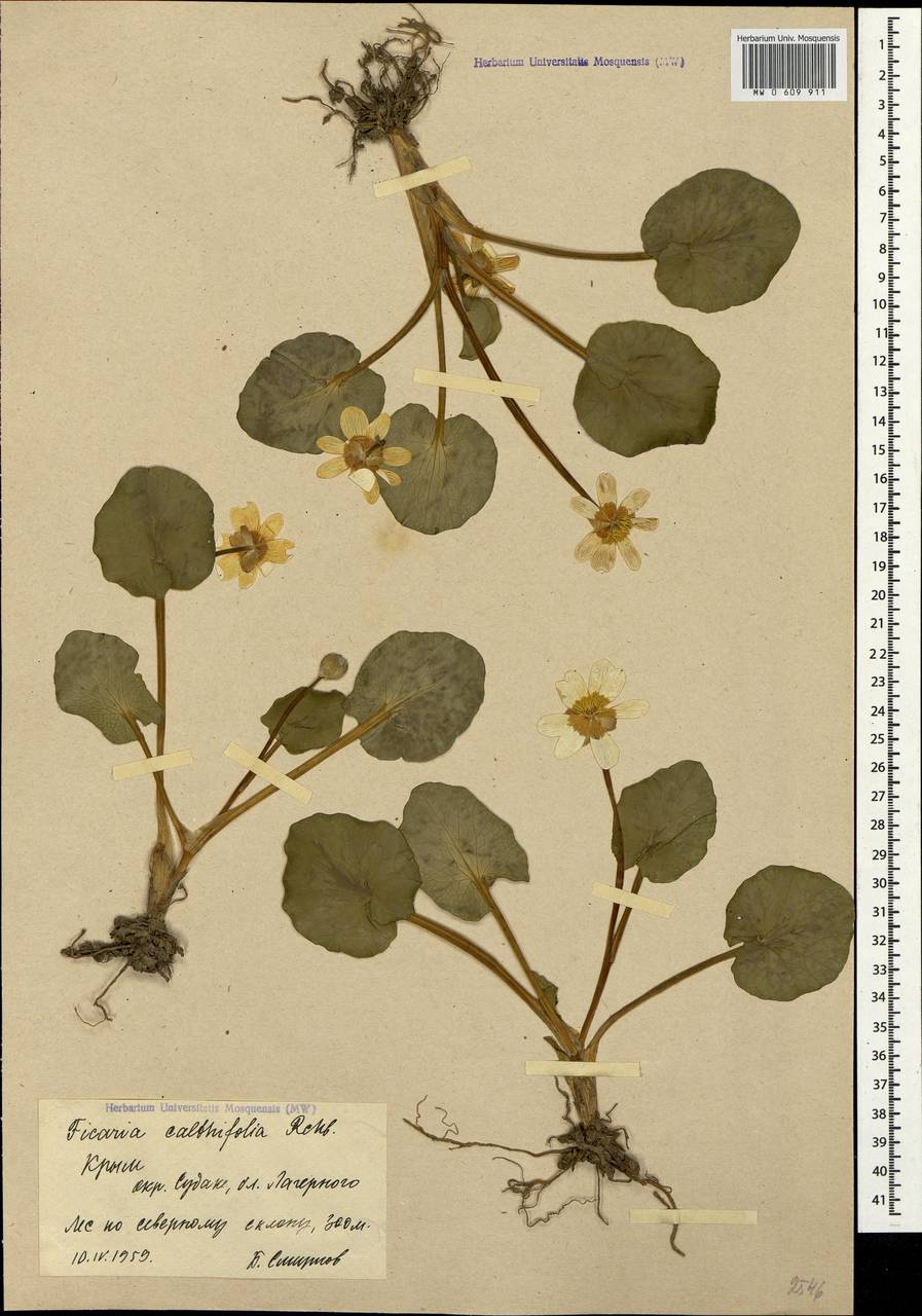 Ficaria calthifolia Rchb., Crimea (KRYM) (Russia)