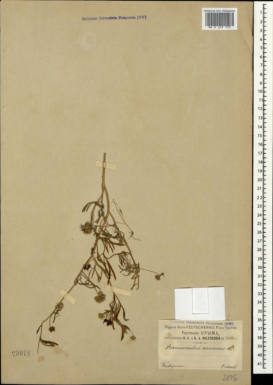 Ranunculus arvensis L., Crimea (KRYM) (Russia)