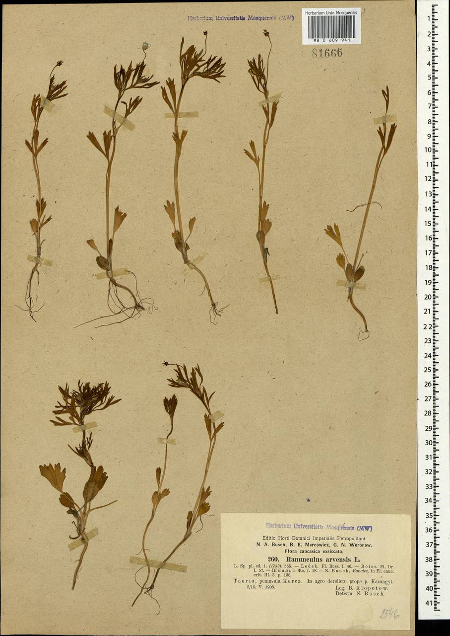 Ranunculus arvensis L., Crimea (KRYM) (Russia)