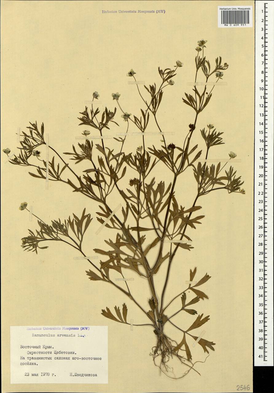Ranunculus arvensis L., Crimea (KRYM) (Russia)