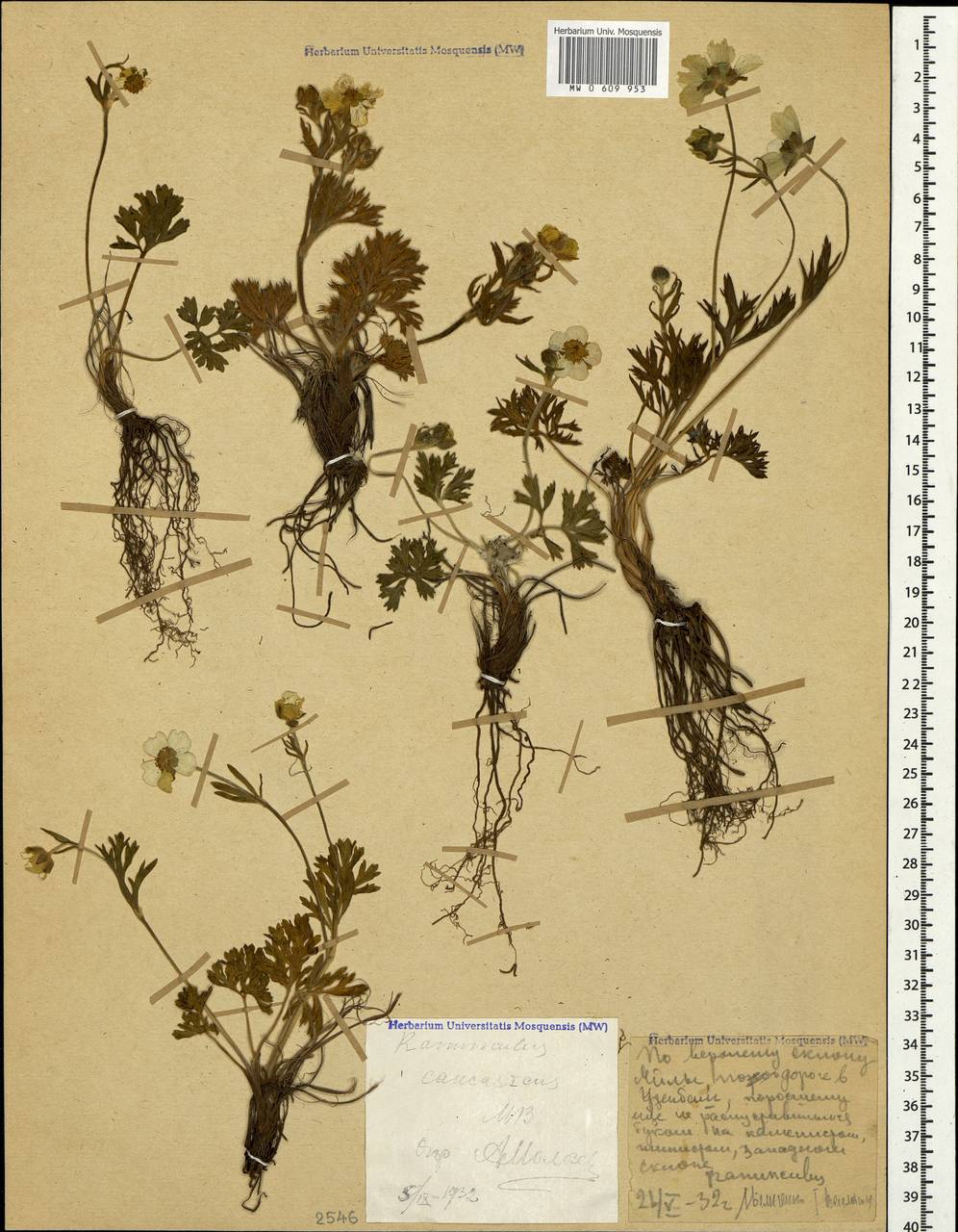 Ranunculus caucasicus M. Bieb., Crimea (KRYM) (Russia)