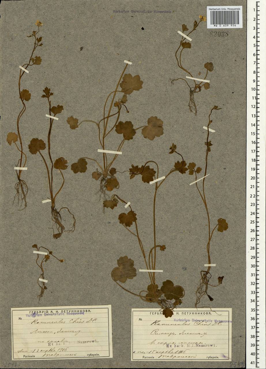 Ranunculus chius DC., Crimea (KRYM) (Russia)