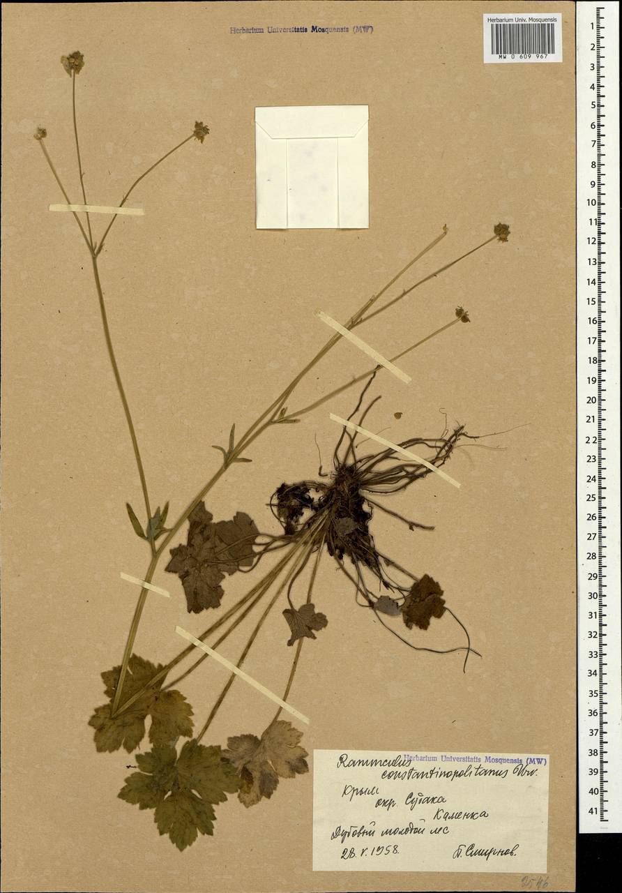 Ranunculus constantinopolitanus (DC.) d'Urv., Crimea (KRYM) (Russia)