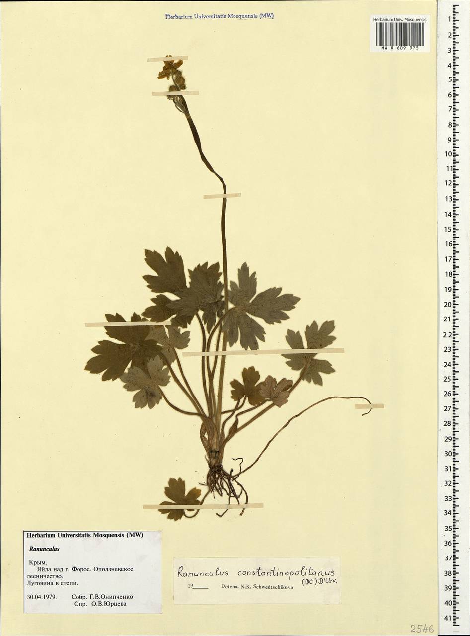 Ranunculus constantinopolitanus, Crimea (KRYM) (Russia)