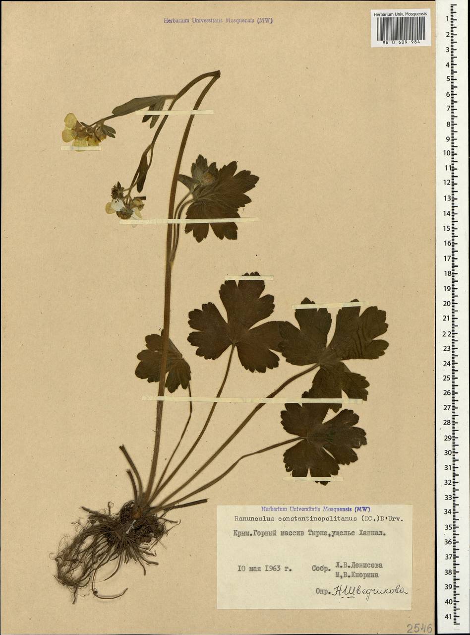 Ranunculus constantinopolitanus, Crimea (KRYM) (Russia)