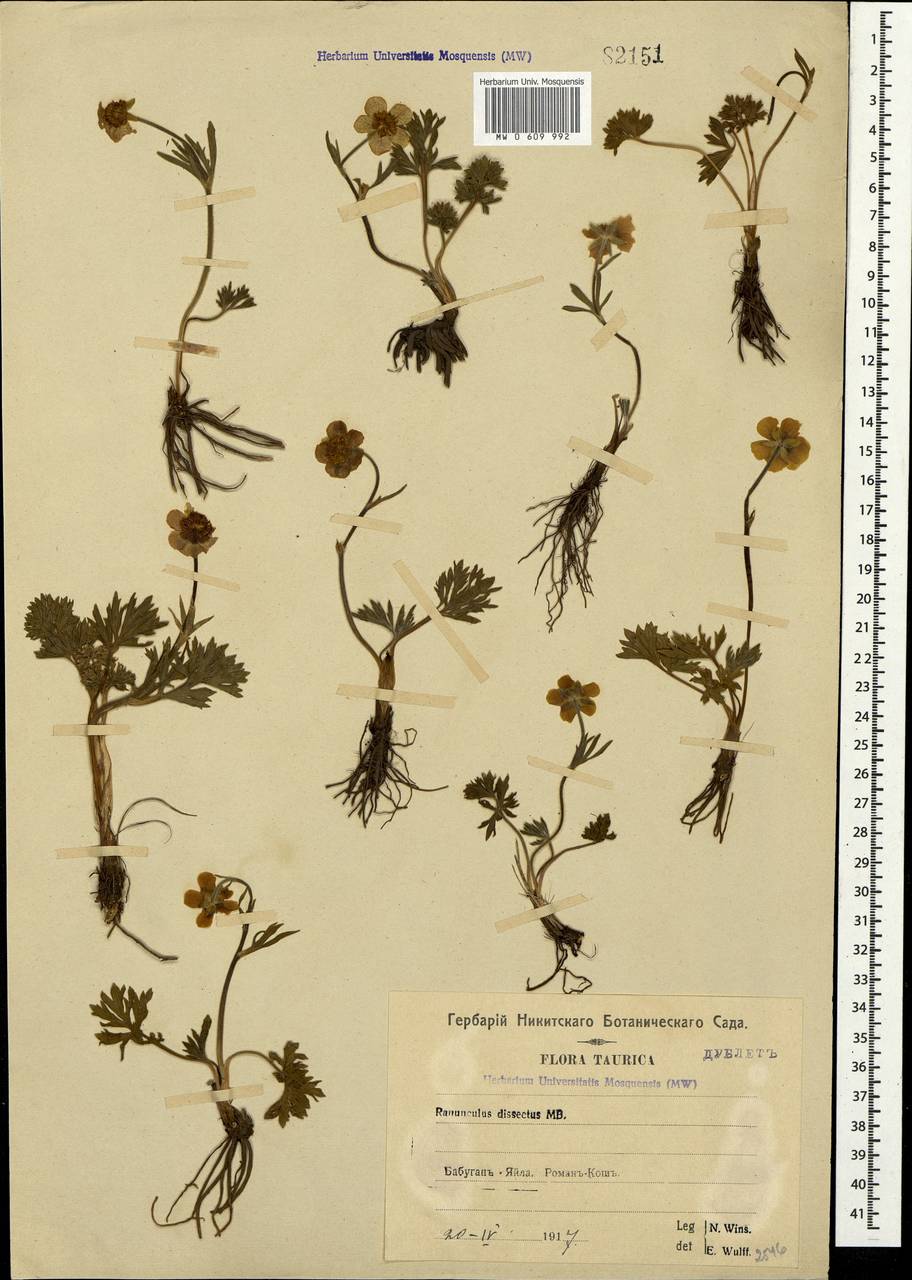 Ranunculus dissectus M.Bieb., Crimea (KRYM) (Russia)