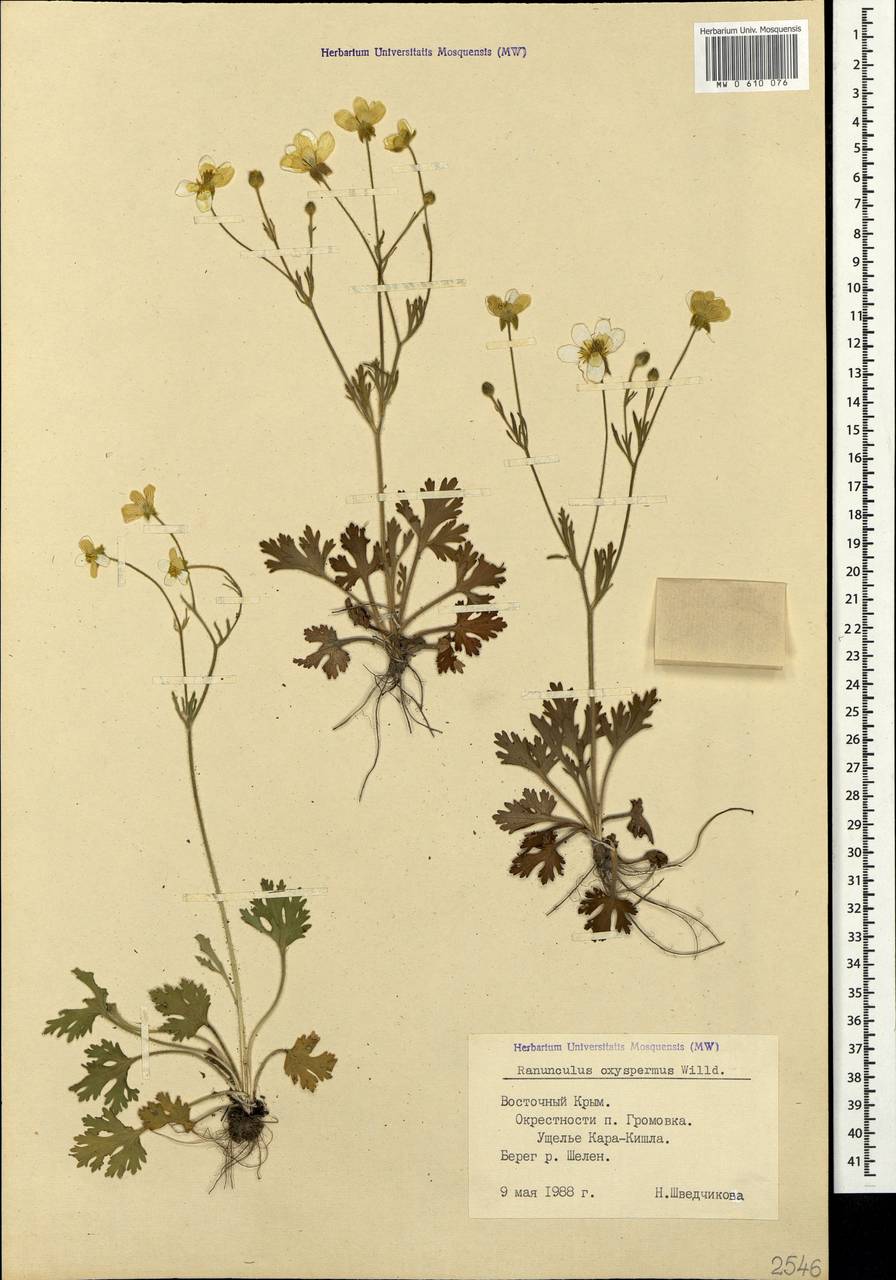 Ranunculus oxyspermus Willd., Crimea (KRYM) (Russia)